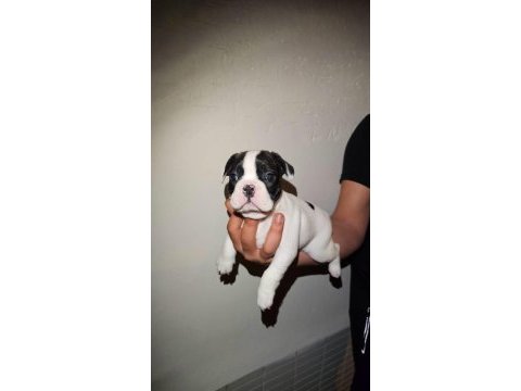 50 günlük maskeli french bulldog oğlumuz