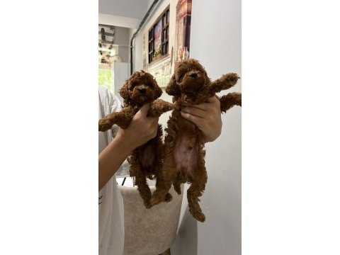 5 adet dişi erkek poodle