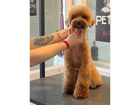 Uslu kızımız toy poodle sahiplendirilecek