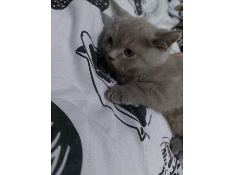 Erkek british shorthair yavrularımız sıcak yuvalarını arıyor