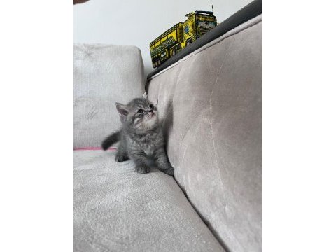 2 aylık yavru kedilerimiz sahiplendirilecektir