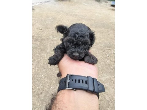 Teacup bebeklerimiz ırk ve sağlık garantili