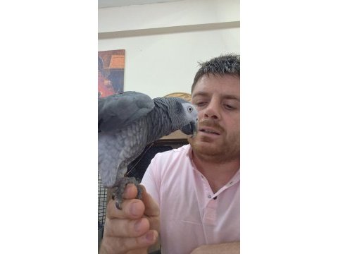 Uygun jako papağanı time yarı evcil