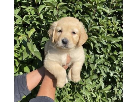 Bebek yüzlü golden retriever bebekler