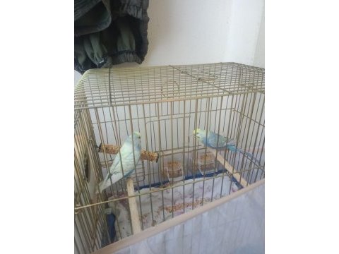 1 çift rainbow kafes ve yuvalıkla verilecek muhabbet kuşu