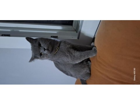 British shorthair chivas oğlum