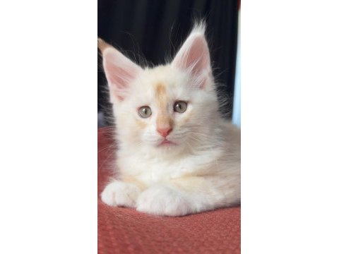 2 aylık erkek maine coon yavrusu