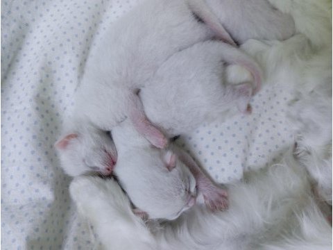British shorthair sahiplendirme beyaz