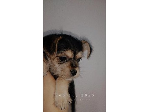 2.5 aylık 1 kg chihuahua yavru