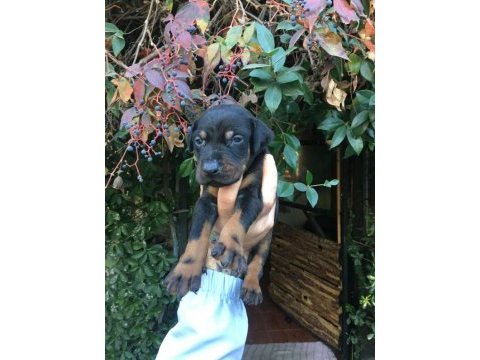 Akıllı doberman yavruları