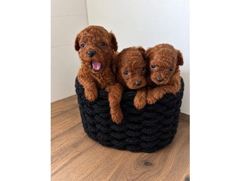 Belgeli ev üretimi orjinal toy poodle köpeği