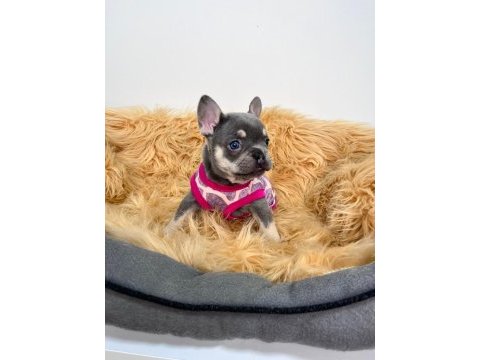 Lilactan isabella taşıyıcı bebişler french bulldog