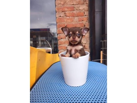 Tea cup yavru chihuahua sigara kutusu kadar