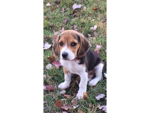 Beagle yavrularımız