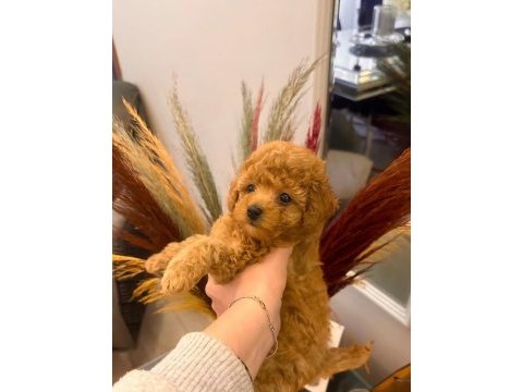 Kendi köpüşümün gerçek kore ve toy poodle bebekler