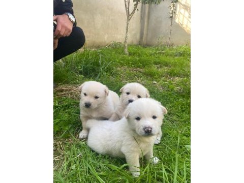 Akita golden retriever mix yavrular