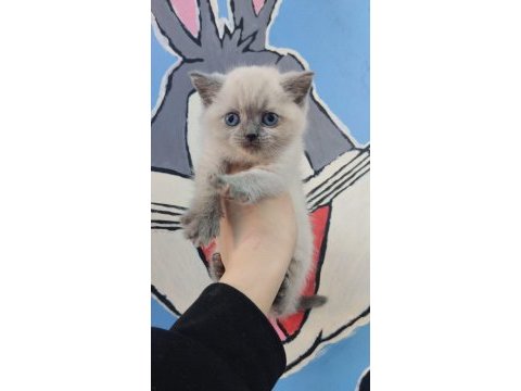 British shorthair ve scottish fold yavru köpeklerimiz