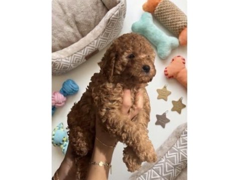 Kurabiye tadında harika poodle bebekler