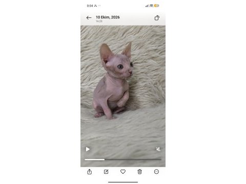 Naked beauty sphynx cattery 10 haftalık kediler