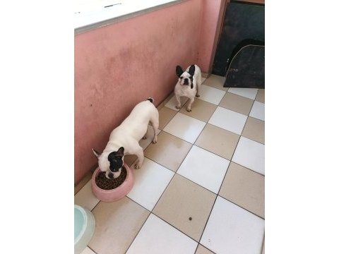 Çift 2 yaşında french bulldog