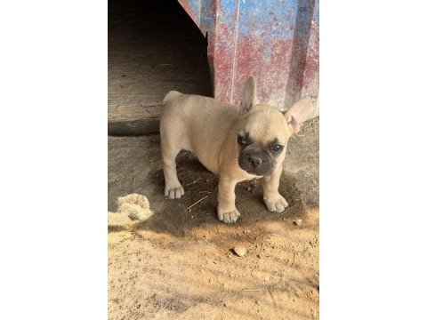 Çok acil sahiplendirilecek dişi french bulldog yavrum