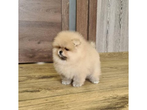 Pomeranian boo yavruları