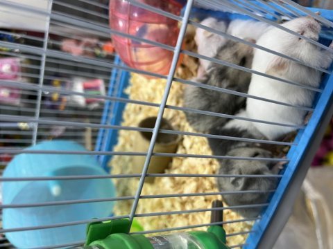 Bebek hamsterlar
