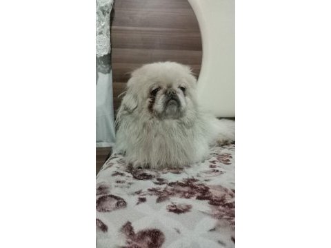 Nadir renk terrier