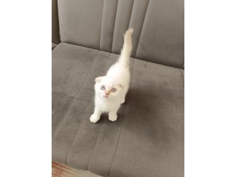 Scottish fold erkek