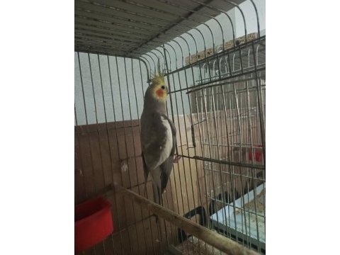 Eşe hazır 1 yaşında evcil erkek sultan papağanı