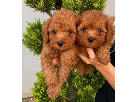 Toy poodle ırk garantili yavrular