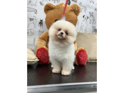 Orijinal safkan şecereli pomeranian boo yavrular
