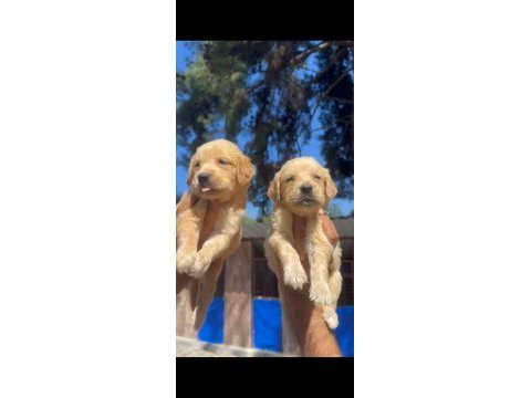 Süt burun golden yavrularım