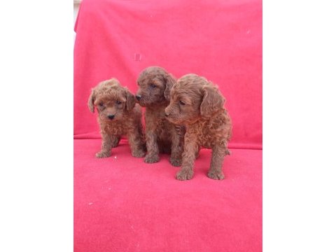 Kaliteli poodle yavrularimiz