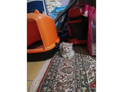 55 günlük yavru british shorthair kediler