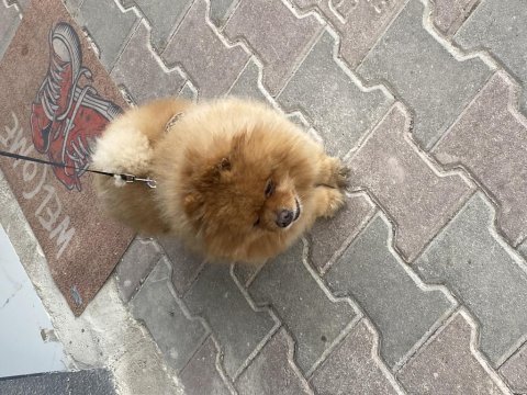 Orjinal pomeranian boo