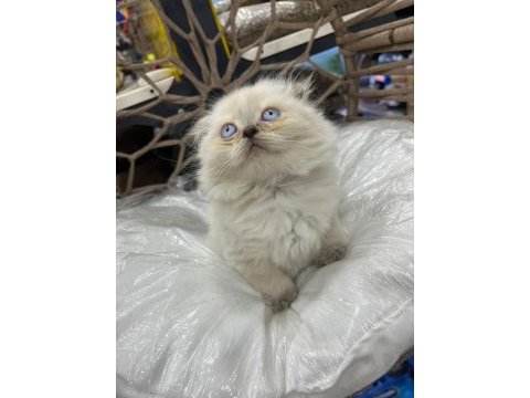 British-scottish longhair yavru kedilerimiz