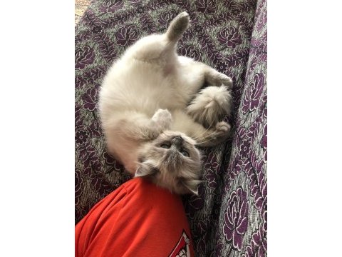 Ücretsiz sahiplendirme british longhair