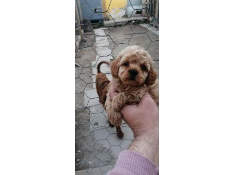 A+ kalite sevimli maltipoo bebekler