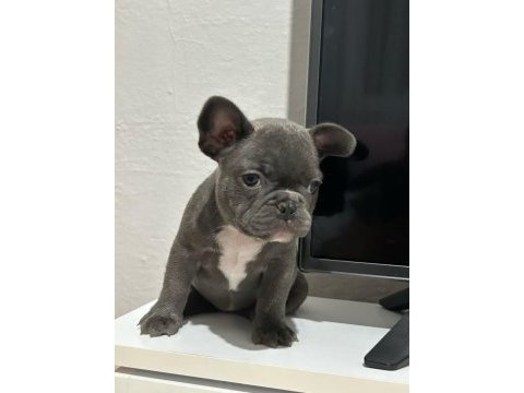 1.5 aylık french bulldog yavrular
