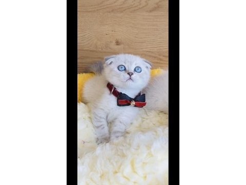A kalite maviş point scotısh fold bebeğim 