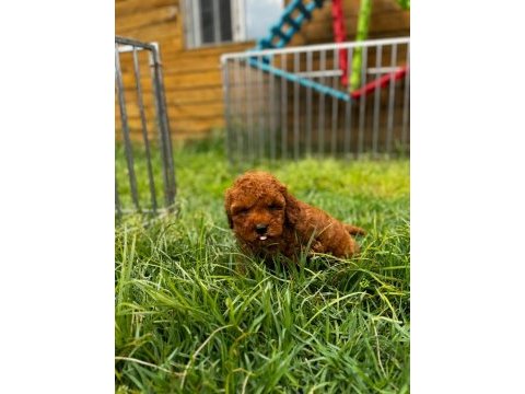 Red brown toy poodle yavru