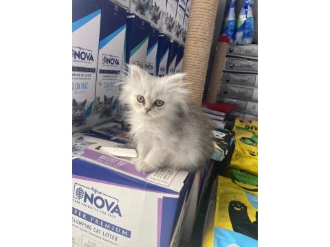 Chinchilla