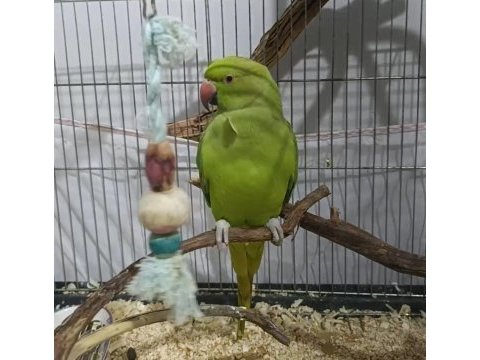 Çok oyuncu damızlık eğitmelik pakistan papağanı