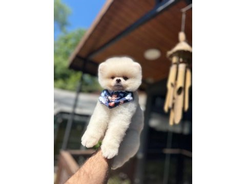 Pamuk şekeri pomeranian boo