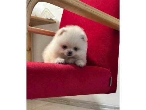 3 aylık pomeranian yavru