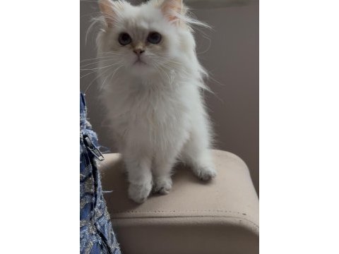 Safkan british longhair point yavru