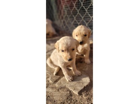 Golden retriever cinsi yavrularımız