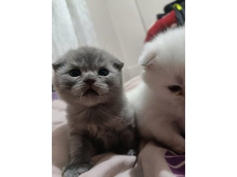 British shorthair iki tane 21 günlük