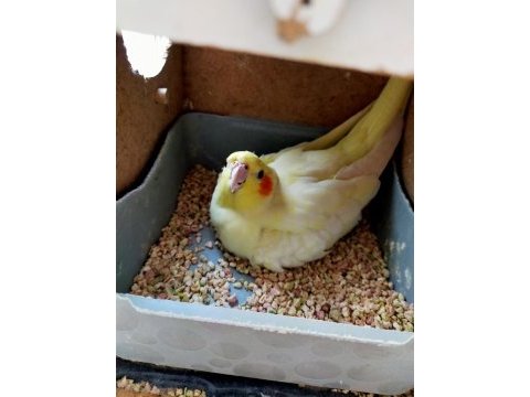 Ele alışık sultan papağanı